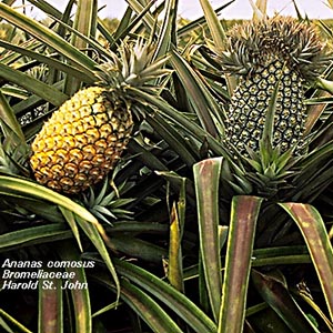 Annas comosus (Pineapple) Pictures