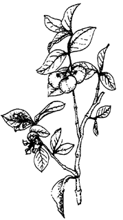 Acerola - Malpighia glabra Image